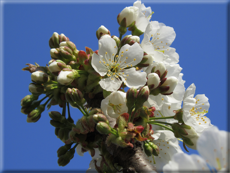 foto Paesaggi Collinari in Primavera